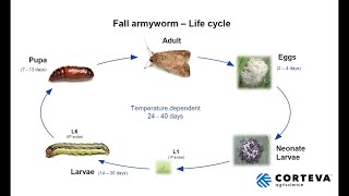 Fall Armyworm Update  Australia [upl. by Alisen]