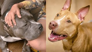 Pitbulls Being Wholesome EP 34  Funny and Cute Pitbull Compilation [upl. by Esimaj]