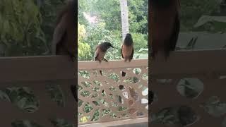 Rufous treepie birds nature HD [upl. by Annayd]