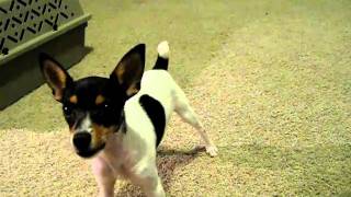 Toy Fox Terrier Pup Howling [upl. by Timmi202]