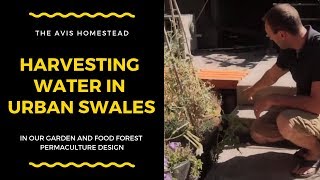 Harvesting Water in Urban Swales In Our Garden and Food Forest Permaculture Design [upl. by Ahsiryt645]