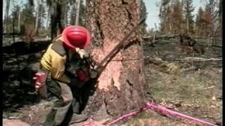 Wildland Fire Chain Saws  Part 8  Tree Falling [upl. by Greg510]