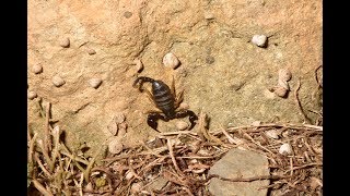 European Yellow tailed Scorpions Euscorpius flavicaudis in the Ardeche South of France [upl. by Claude]