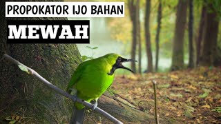 pancingan suara cucak ijo bakalanijo bahan [upl. by Akemrehs431]