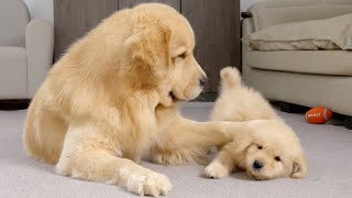 Golden Retriever Dad Tells Son Playtime Is Over [upl. by Notyarb]