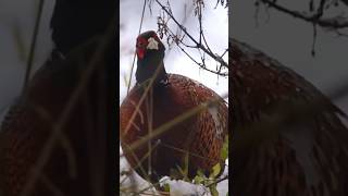 Wild Pheasant Eating Stinging Nettles in the Snow [upl. by Humpage933]