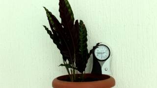 Time lapse  Calathea lancifolia  Calathea insignis [upl. by Blus]