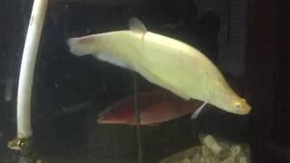 Albino Clown Knife Fish [upl. by Nabetse839]