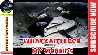 What Can I Feed My Cichlids   Foods That I You Can Feed Your African Cichlids [upl. by Horwitz223]