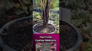 Plant Profile Cyathea Sphaeropteris Medularis  The Black Tree Fern [upl. by Quintessa]