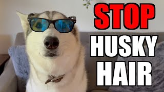 3 Ways To Avoid Siberian Husky Hair [upl. by Yarw]