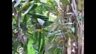 Queen Alexandras Birdwing Butterfly  Video 1 [upl. by Anne-Corinne]