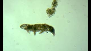 Water Bear Tardigrada [upl. by Browning]