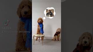 Goldendoodle puppy portrait Expectations VS Reality [upl. by Iddo]