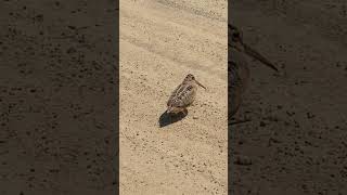 American Woodcock Dance Meep Bird [upl. by Lianna]