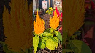 Fall flowers  celosia plumosa  garden Flowers satisfying shorts nature [upl. by Onida891]