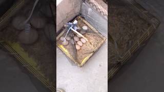 Hydrometer is not working 🐓Aseel Kurak Murgi cycle 295 hen shorts youtube youtubeshorts pets [upl. by Aihsyt]