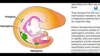 Urogenital formation  Embryology amp Biology  Made easy with Animation [upl. by Joela]