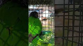 Black kaped conure newvideo shortsviral uluberiabirdmarket ytshorts shortvideos [upl. by Uahsoj]