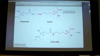 Transglutaminase main reaction crosslinking or transamidation by Kevin Ahern [upl. by Lebna493]