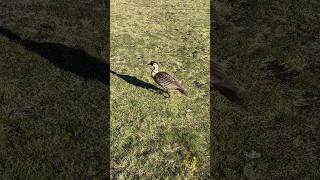 Haleakalas Goose Nene [upl. by Oderfigis761]