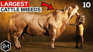 Top 10 Biggest Cattle Breeds In The World  Biggest Cows amp Bulls [upl. by Longtin533]