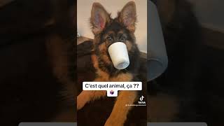 Cest Quoi cet Animal [upl. by Finley]