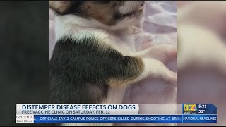 Distemper disease effects on dogs [upl. by Annairt]