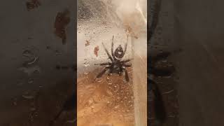 Borysek i kropelki 🙈😉 pajak spider skakun jumpingspider arachnophobia [upl. by Cleaves249]