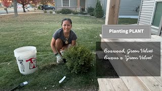 Front House planting Boxwood Green Velvet [upl. by Ait]