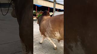 Most beautiful bull of Bangladesh Sharif Agro farm exclusive shorts [upl. by Maitund]