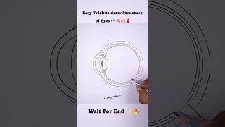 Structure of Eye [upl. by Bethesde]