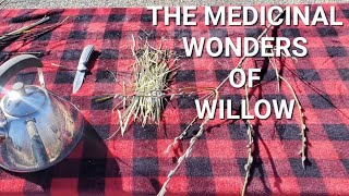 WILLOW IS NATURAL ASPIRIN  MEDICINE FROM THE LAND offgridDAVID [upl. by Atinehs]