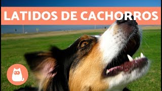 Latidos de cachorros os mais fofos e engraçados [upl. by Rosenthal615]