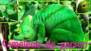 Calumma parsonii Cuvier 1824 HD Caméléon de Parson  Parc Zoologique de Paris  052015 [upl. by Atteras]