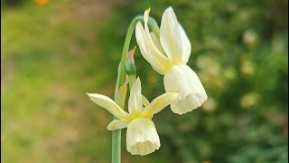 Narcissus iohannis a miniature daffodil species from Spain very elegant and quite rare to find [upl. by Keelia]