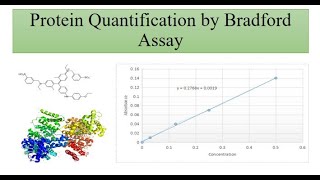 Protein Quantification by Bradford Assay مترجم للعربية [upl. by Nguyen935]