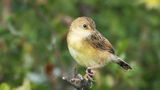 Goldenheaded Cisticola as seen in Australia [upl. by Danna442]