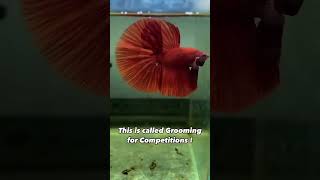 Betta Grooming Masters EXPOSED [upl. by Leahcym920]