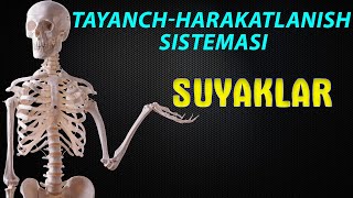 Tayanchharakatlanish sistemasi  Skelet  Suyaklar [upl. by Sevy]