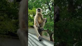 Kaushalya Dashrath ke Nandan🦧❤️ song music love bandar monkey funny lick [upl. by Kcirdorb]