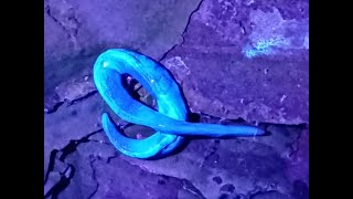 A fluorescing flatworm [upl. by Broida99]