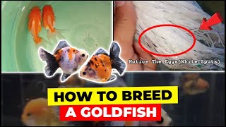 How To Breed A Goldfish for Beginners  Step by Step [upl. by Oralee]