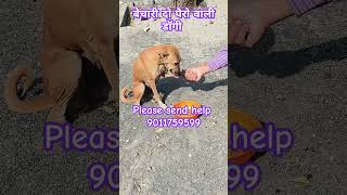 Bechari do pairowali doggy dogs puppies kuttewalebabaji [upl. by Khosrow]