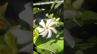 parijat jasmin jasminflower nightflower flowers plants yt ytshort viralvideo [upl. by Wanda746]