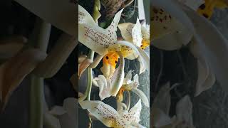 Stanhopea oculata 24 orchid [upl. by Mert964]