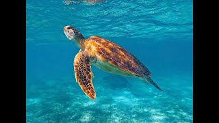 Kuredu Maldives  Sea Turtle [upl. by Grondin]