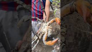 Wow I found a lot of big mud crabs in mangrove forest fishing crabs giantcrab [upl. by Iarised443]