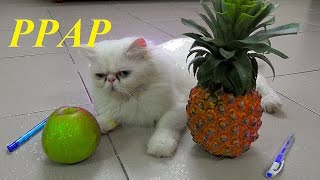 Pen Pineapple Apple Pen  PPAP Song  PPAP Cat Version  Meo Cover Home [upl. by Terrej]