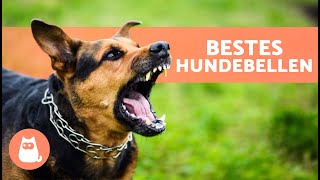 Die besten Videos von HUNDE BELLEN 🐶🐾 BELLEN von wütenden glücklichen und lustigen Hunden [upl. by Bokaj]